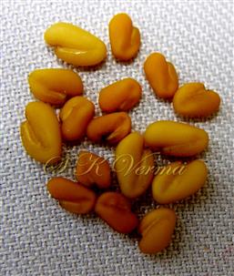  Seeds